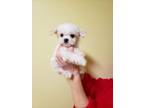 Maltese puppies pure for available