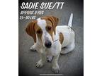 Sadie Sue/TT Basset Hound Young Female