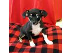 Itsy Chihuahua Puppy Male
