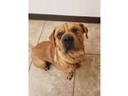 Adopt Buster Brown a Red/Golden/Orange/Chestnut Shar Pei / Mixed dog in