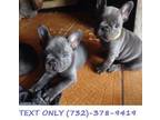 Blue French Bulldog Puppies - Outstanding Litter