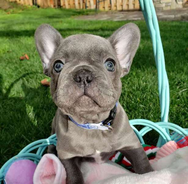 French Bulldogs for Sale in Memphis | Dogs on Oodle Classifieds