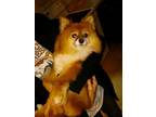 Adopt MILLICENT-A SPECIAL GIRL (Blind) a Pomeranian
