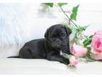 Upcoming litter black and Fawn Pug Puppies