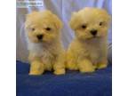 Maltese Puppies Lisa Lovable