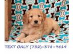 F Standard Teddy Bear Goldendoodle Puppies