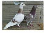 Pigeons, Variety