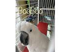 Adopt BooBoo a Cockatoo
