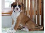 Sitive Boxer puppies for sale