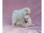 wks Gorgeous Pomeranian Puppies for loving homes