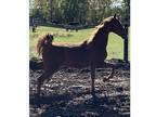2019 saddlebred filly for sale