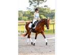 Riding Opportunity Dressage Mare
