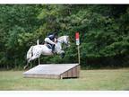 Expeirenced Eventer for Lease