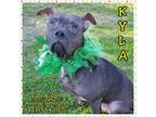 Kyla Pit Bull Terrier Adult - Adoption, Rescue