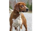 Lucy Redbone Coonhound Adult - Adoption, Rescue