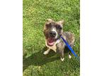 Darla Treeing Walker Coonhound Adult - Adoption, Rescue
