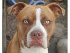 Rebel American Staffordshire Terrier Young - Adoption, Rescue