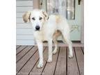 Starsky Great Pyrenees Adult - Adoption, Rescue