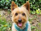 Adopt Rudy a Yorkshire Terrier