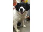Adopt Shep a White - with Black Border Collie / Mixed dog in Amarillo