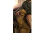 Adopt Lulu a American Staffordshire Terrier