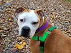 Adopt Geno a White - with Tan, Yellow or Fawn Boxer / Staffordshire Bull Terrier