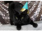 Adopt Weezie a All Black American Bobtail (short coat) cat in Huntsville