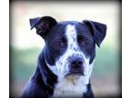 Adopt Lucy a Australian Cattle Dog / Blue Heeler, Labrador Retriever