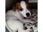 Pure jack Russell puppies for rehoming.