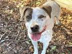Adopt ALAMO a White - with Black Australian Cattle Dog / Pointer / Mixed dog in
