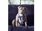 Adopt Evie a Brindle - with White Staffordshire Bull Terrier / Mixed dog in