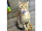 Adopt NECTAR a Orange or Red Tabby Domestic Shorthair (short coat) cat in Macon