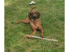 Adopt Rhett Butler a Redbone Coonhound