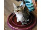 Adopt MILAN a Gray, Blue or Silver Tabby Domestic Shorthair (short coat) cat in