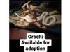 Adopt Orochi a Snake reptile, 