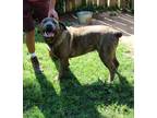 Adopt Vito a Brindle Mastiff / Mixed dog in Norwood, GA (29053438)