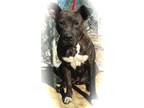 Adopt Baby a Brindle - with White Pit Bull Terrier / Mixed dog in Blanchard