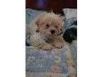 Teddy: adoption pending Poodle (Miniature) Puppy Male