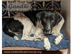Adopt Gandhi a White - with Black German Shorthaired Pointer dog in Mission