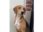 Bobby Treeing Walker Coonhound Adult Male