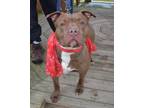 Rocco American Pit Bull Terrier Adult Male