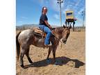 14yr old AQHA red roan mare