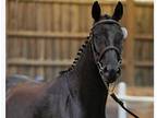 registered black Hanoverian mare