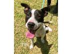 Adopt Elsie a American Staffordshire Terrier / Mixed dog in Fulton