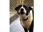 Adopt Rocky a Black - with White Border Collie / Mixed dog in Amarillo
