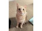 Adopt Ketch a Tan or Fawn Tabby Domestic Shorthair (short coat) cat in Carlisle