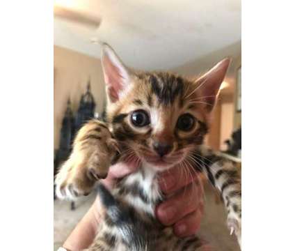 Bengal Kittens is a Female Bengal Kitten For Sale in Saint Louis MO