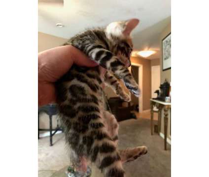 Bengal Kittens is a Female Bengal Kitten For Sale in Saint Louis MO