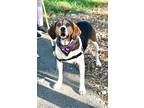 Adopt Rocky a Tricolor (Tan/Brown & Black & White) Treeing Walker Coonhound /