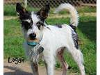 Logan Fox Terrier (Wirehaired) Young Male